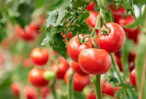Peste 6000 de kilograme de tomate, cultivate în spații protejate, valorificate