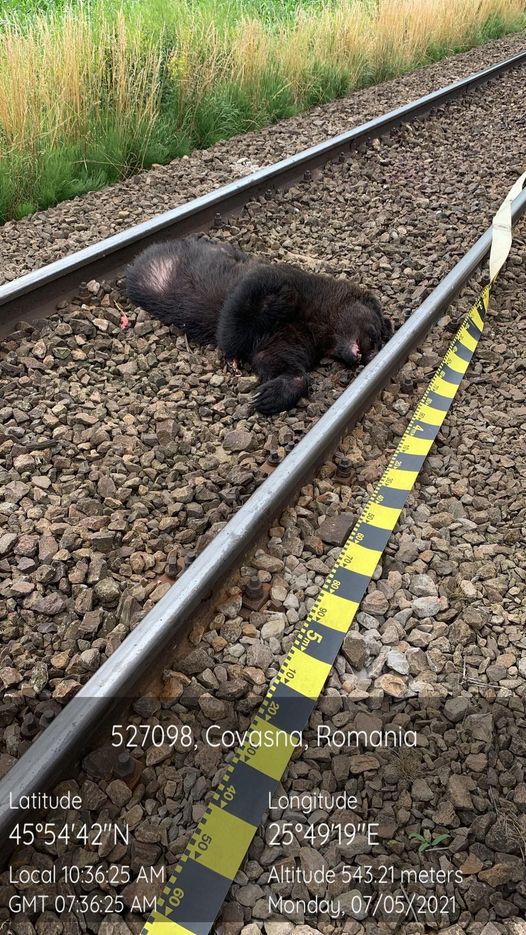 Urs accidentat mortal de tren la Ghidfalău