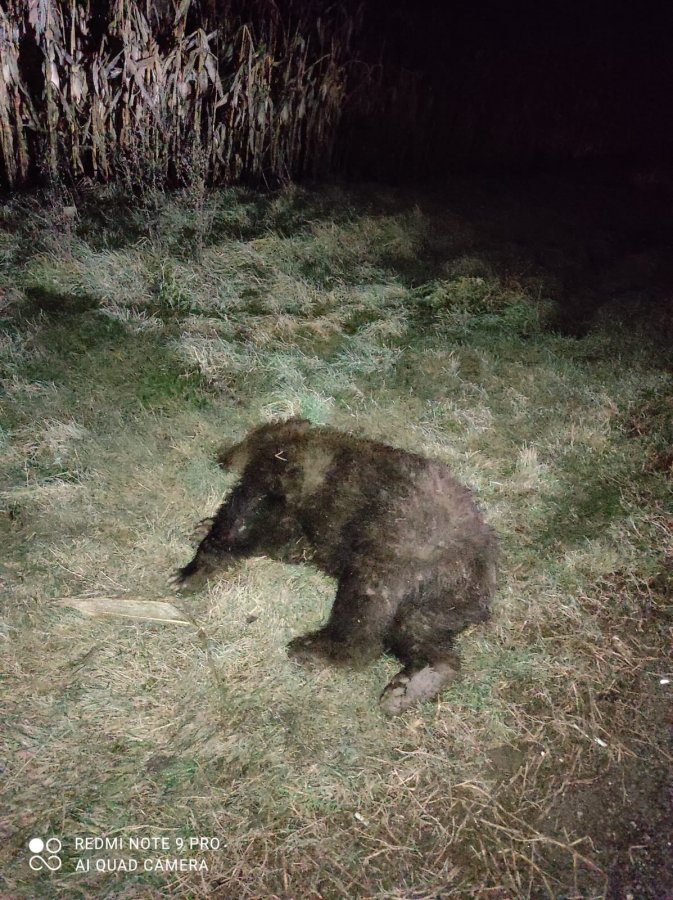 Urs accidentat mortal de o maşină pe DN 13E, în zona Câmpu Frumos