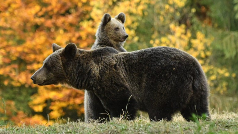 Salvamont închide mai multe trasee turistice din cauza urşilor