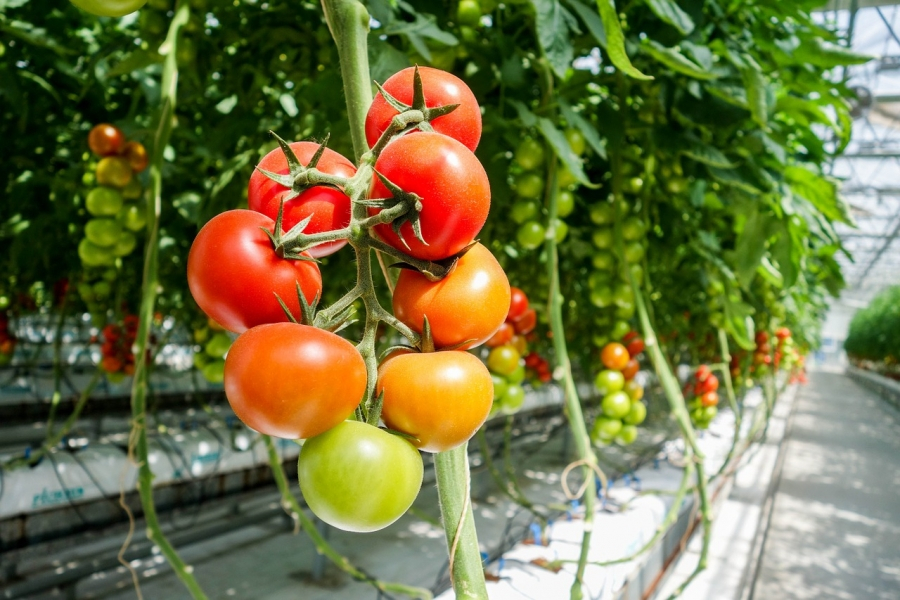 Fermierii covăsneni se pot înscrie în programul de susținere a producției de tomate în spații protejate pentru 2023