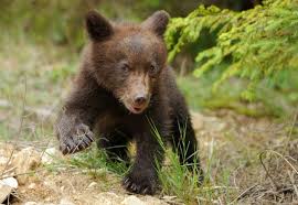 Tanczos Barna, despre protejarea ursului: România trebuie să asigure o gestionare durabilă şi să intervină în cazul în care este nevoie