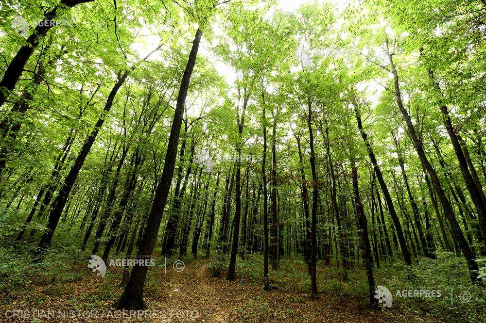 Ministerul Mediului: O suprafaţă de aproape 24.000 de hectare de pădure şi terenuri vor fi regenerate în acest an