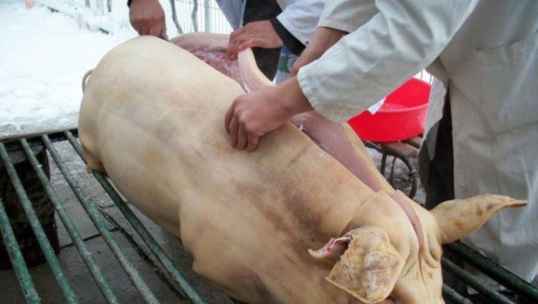 Porcul poate fi sacrificat în gospodărie, dar examenul trichineloscopic rămâne obligatoriu