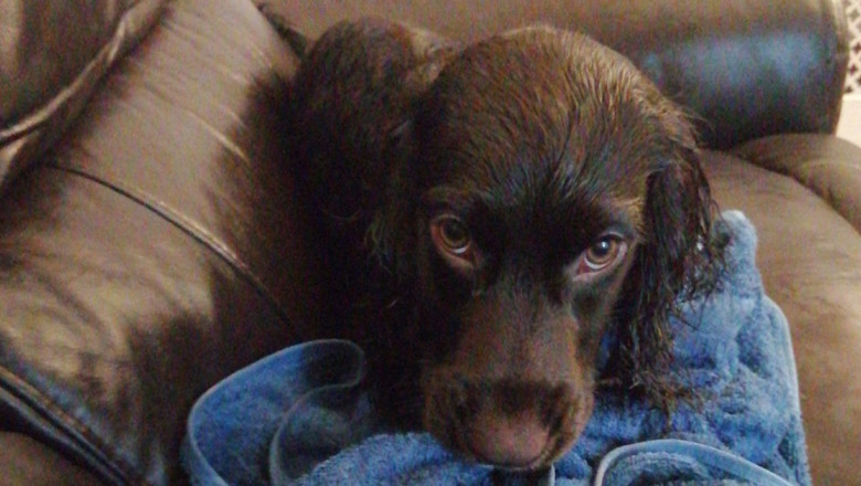 POSTURI SCOASE LA CONCURS ÎN VEDEREA ÎNCADRĂRII DIN SURSĂ EXTERNĂ PENTRU POLIȚIA PROTECȚIA ANIMALELOR