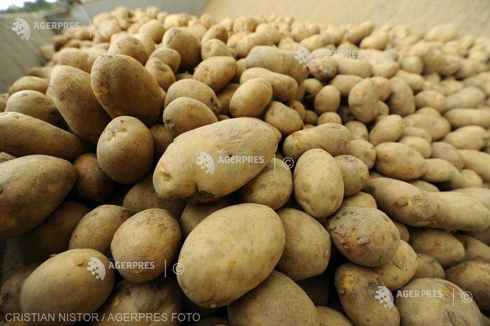 Preşedintele FNCR: Cartoful a fost şi este pâinea a doua a românilor; trebuie să o tratăm ca atare