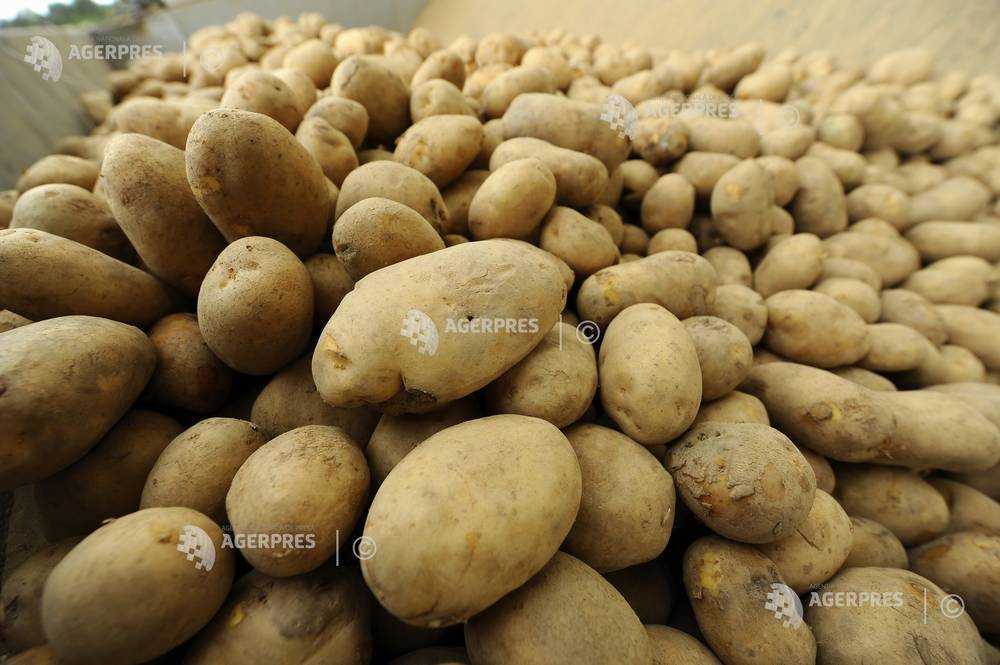 Covasna: Producţia de cartofi este mai mică decât anul trecut; preţul, aproape dublu