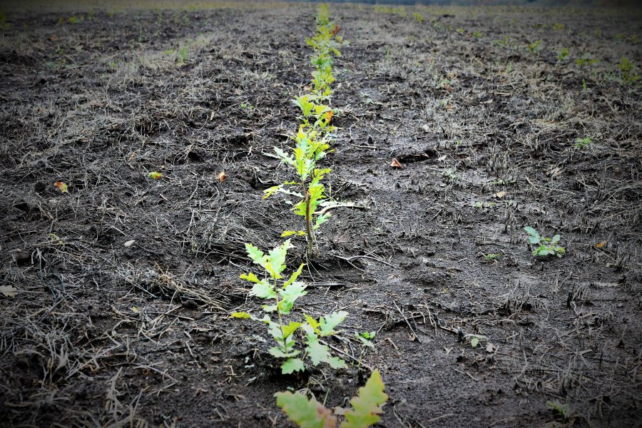 Romsilva a marcat debutul Lunii Plantării Arborilor prin acțiuni de împădurire la nivelul direcțiilor silvice