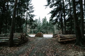 Aproape 400 de transporturi de lemn au fost declarate ilegale, în doar două luni. Aplicația Inspectorul Pădurii, descărcată de peste 18.900 de utilizatori