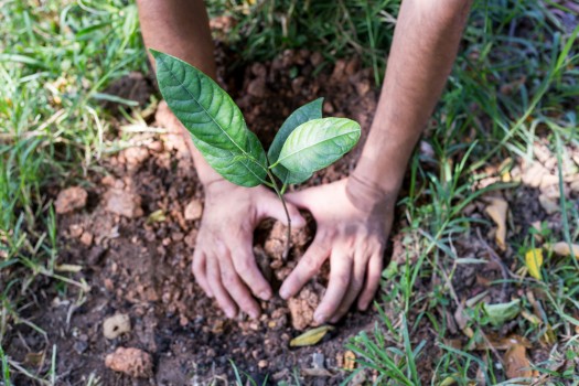APIA primeşte cereri de plată pentru ajutorul de stat privind prima împădurire şi crearea de suprafeţe împădurite