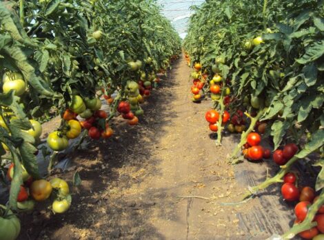 Ministrul Agriculturii anunţă un ajutor de minimis de 2.000 de euro pentru legumicultorii care cultivă ardei, castraveţi, tomate, varză şi vinete