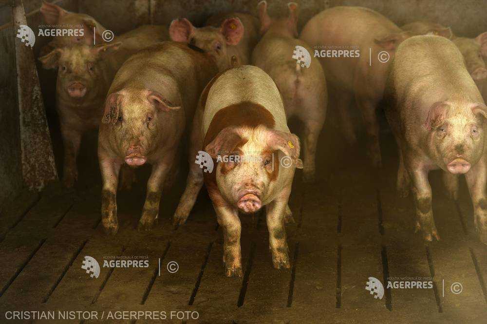 Pestă porcină africană confirmată în trei gospodării din judeţ
