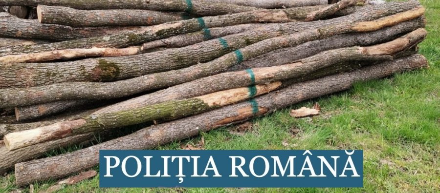 Doi bărbați au fost reținuți pentru tăiere fără drept de arbori și tentativă la furt de arbori