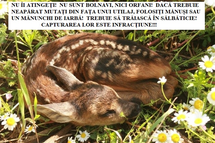 Informații foarte importante despre puii de căprior sau de cerb!