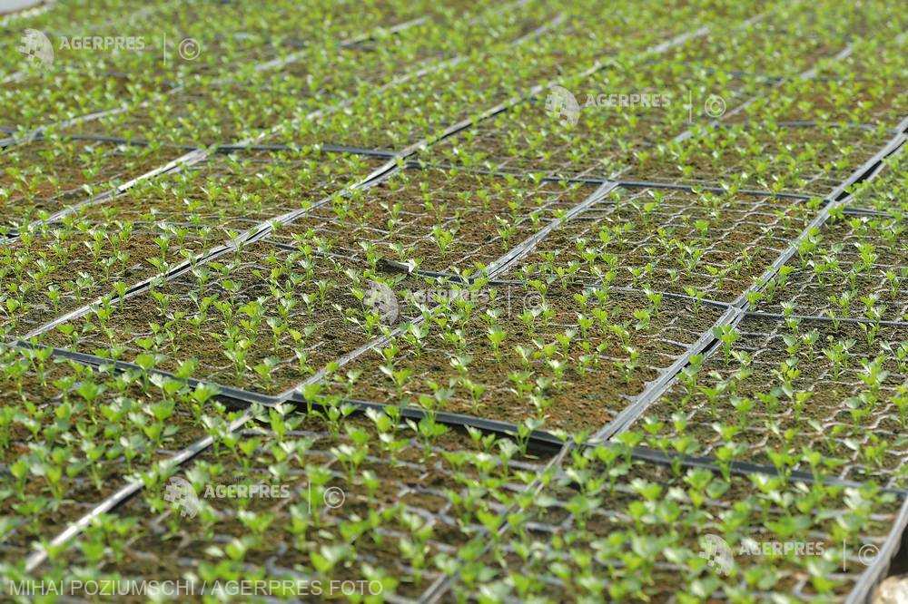 Uniunea Salvăm Ţăranul Român solicită aprobarea programului de susţinere a producţiei de legume în spaţii protejate