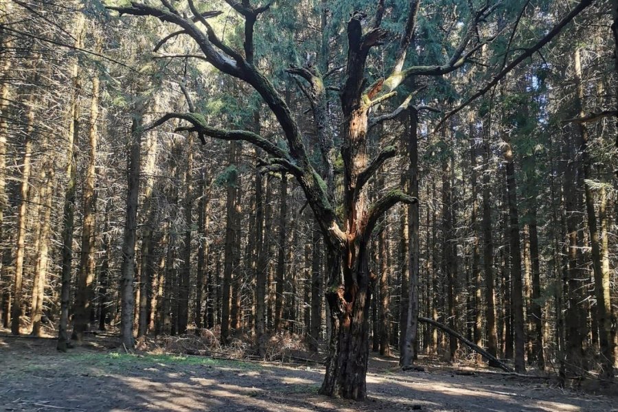 Să circulăm cu grijă în pădurile din apropiere!