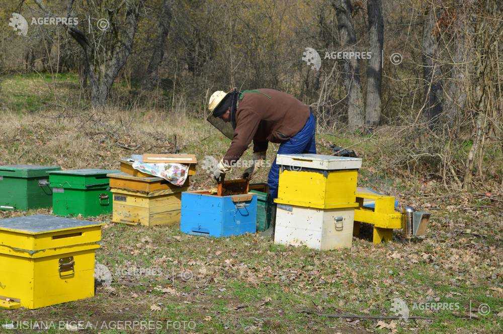 APIA primeşte cereri de intenţie pentru accesarea Programul Naţional Apicol, până pe 31 mai