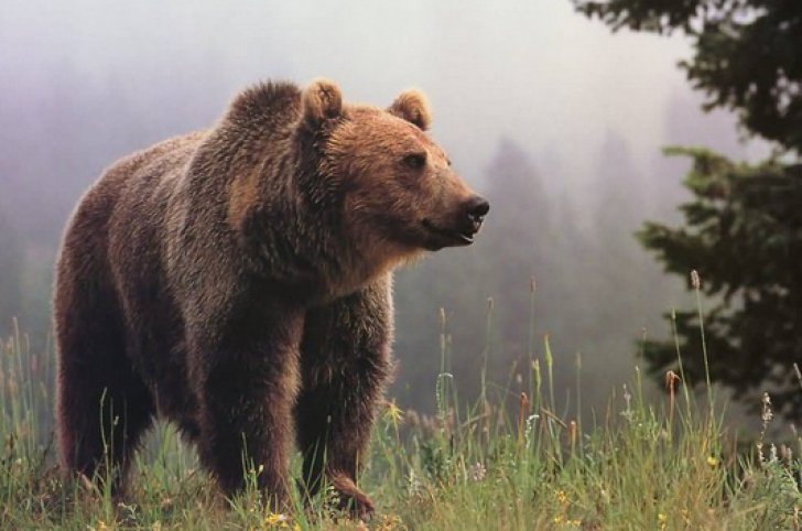 Neagu (APM Covasna): Am ajuns grădina zoologică a României şi a Europei; atacurile urşilor s-au înmulţit