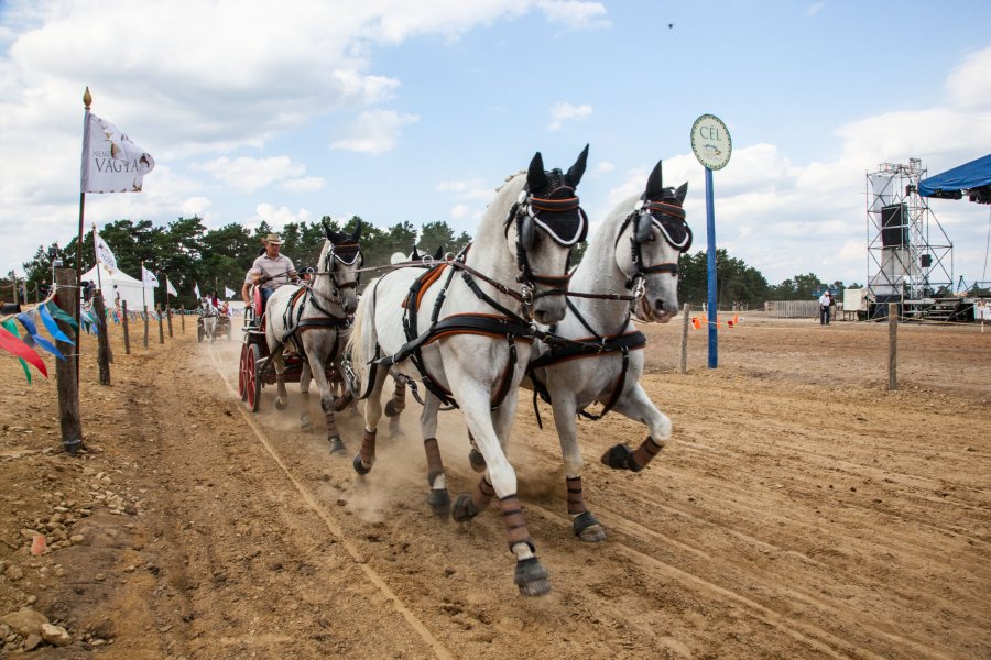 Galopiada Secuiască va putea fi urmărită online; competiţia comentată şi în limba română