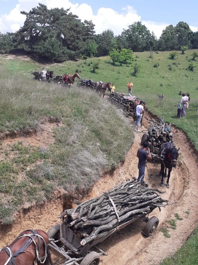 Amenzi în valoare de 18.000 lei,  pentru furt de lemne
