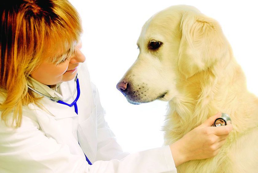 Campanie de sterilizare gratuită a câinilor din Sfântu Gheorghe, Chilieni şi Coşeni