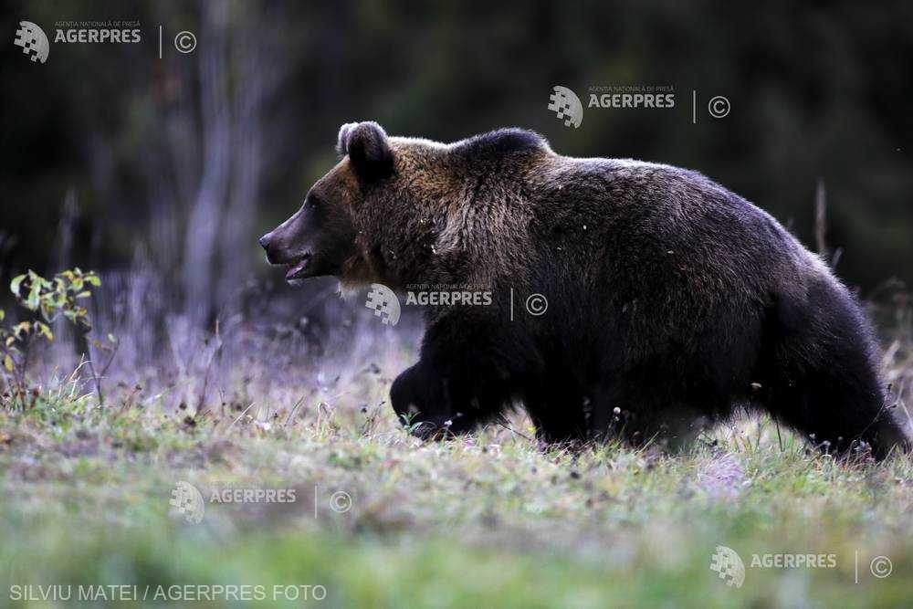 Guvernul a adoptat OUG care permite împușcarea urșilor. Tanczos Barna: Primarul va decide prin ce mijloc să fie îndepărtat ursul
