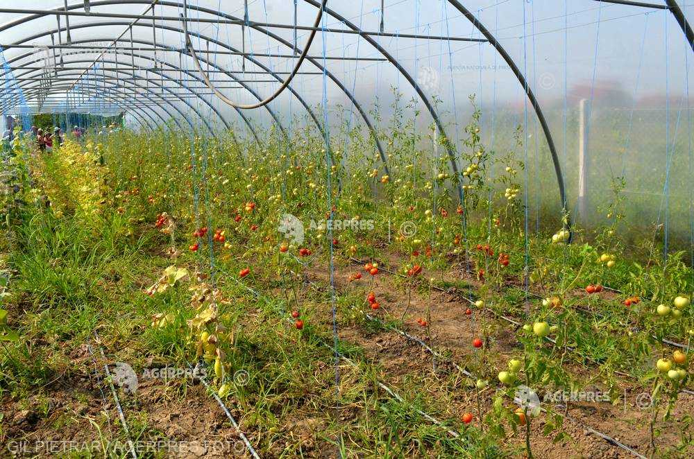 APIA: Cererile de înscriere în programul pentru susţinerea producţiei de legume în spaţii protejate pot fi depuse până pe 20 iulie