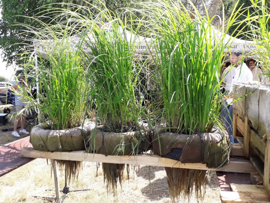 SGA propune ca plaurii artificiali să fie folosiţi pentru îmbunătăţirea calităţii apei la staţiile de epurare