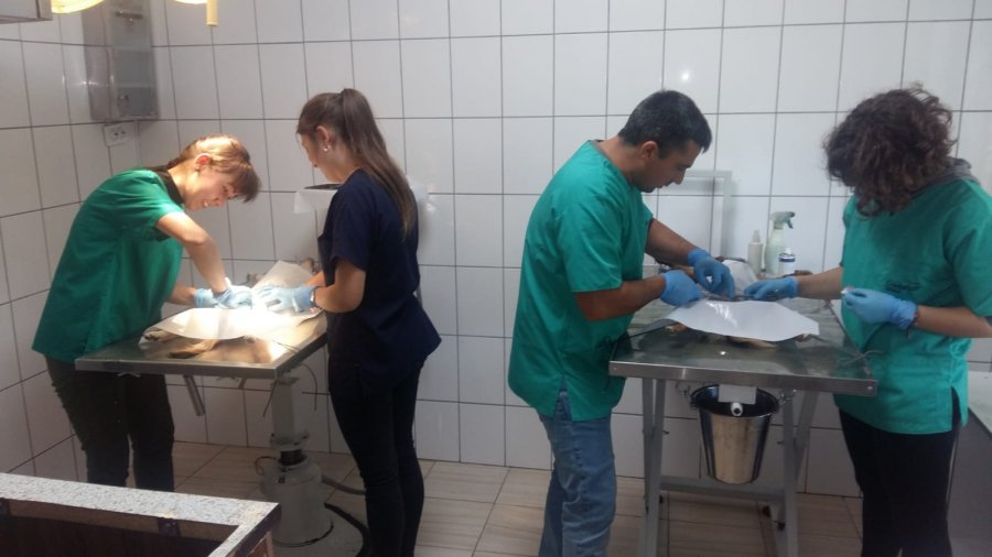 Încă o campanie de sterilizare a câinilor fără stăpân s-a încheiat cu succes