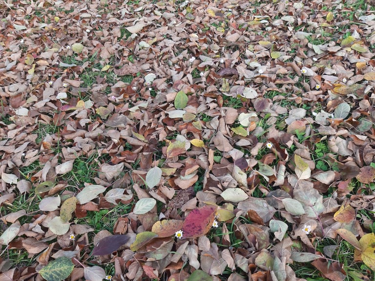 TEGA SA a găsit soluția: Frunzele uscate pot fi depozitate, gratuit, la depozitul de deșeuri