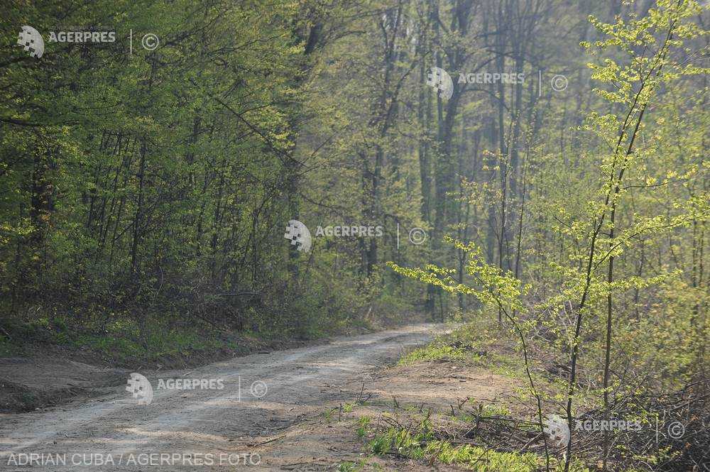 Romsilva a realizat anul trecut peste 303 kilometri de noi drumuri forestiere