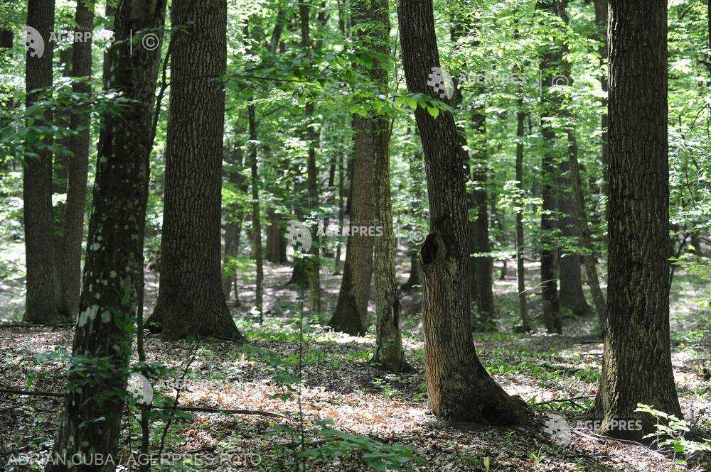 Romsilva a regenerat 13.227 hectare de păduri în 2021; bugetul alocat se apropie de 200 de milioane de lei