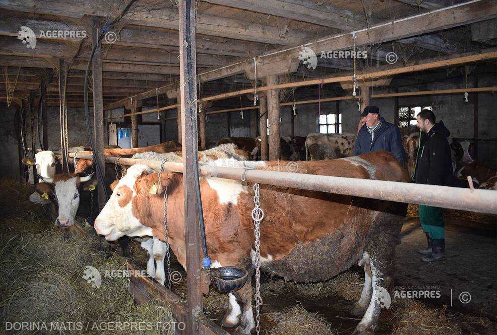 MADR: Valoarea maximă a ajutorului de stat în sectorul creşterii animalelor – 96 de milioane de lei în 2022