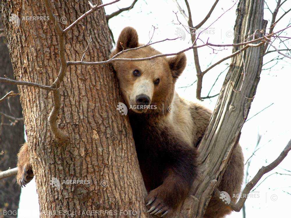 Numărul maxim al cotelor de intervenţie la ursul brun pentru 2022, stabilit la 140 de exemplare (proiect)