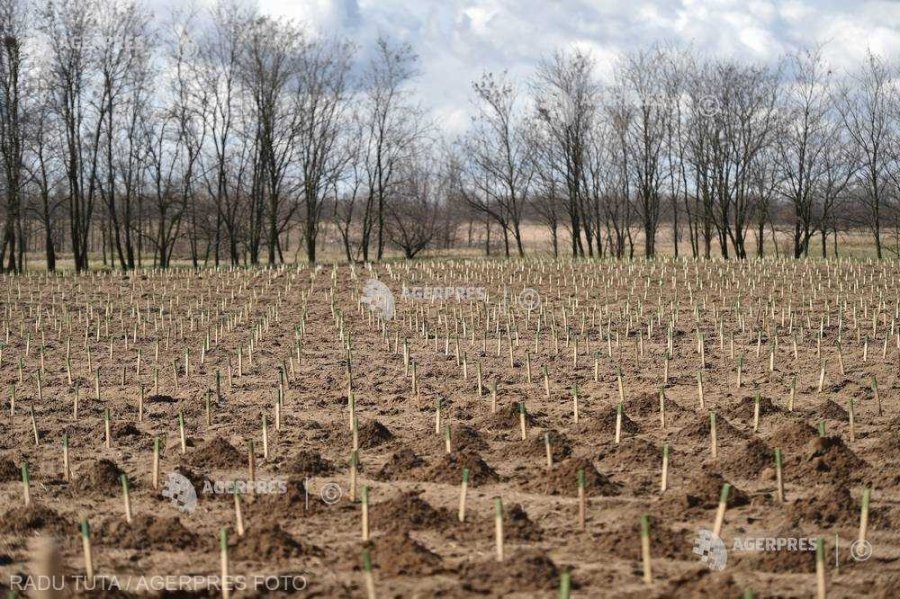 Romsilva demarează campania de împădurire de primăvară în care se vor planta circa 19 milioane de puieţi forestieri
