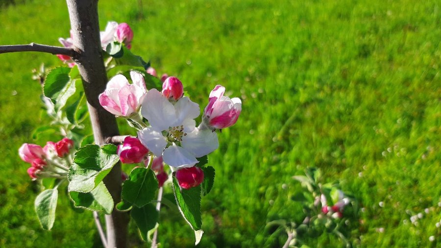 Programul „Un copac pentru generaţia următoare”, la 10 ani de la iniţiere