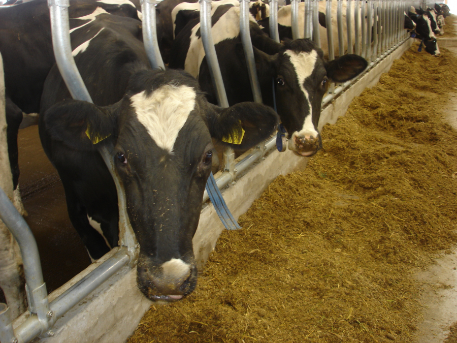 Direcţia pentru Agricultură Județeană Covasna organizează curs de zootehnie, la Barcani