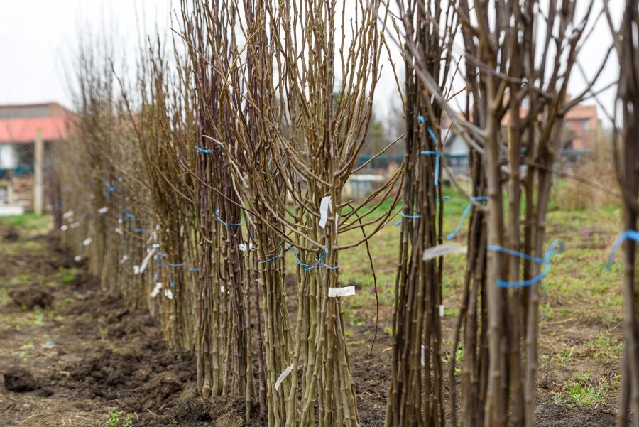 Locuitorii din Sfântu Gheorghe pot solicita gratuit puieți de pomi fructiferi