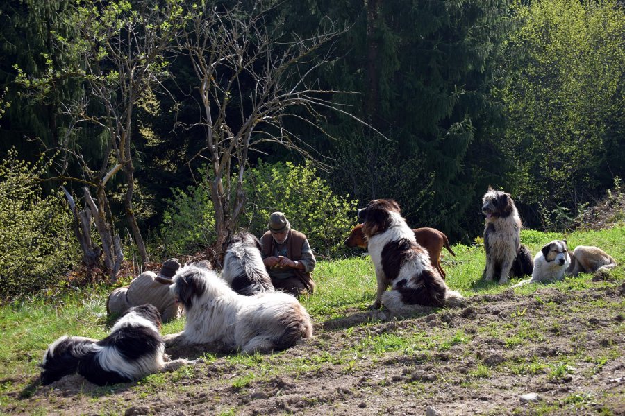 Urcatul oilor la munte, Voinești, Covasna
