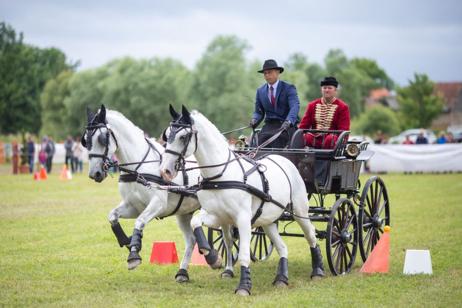 Programul celei de-a IV-a ediții a Concursului Internațional de Atelaj din Olteni