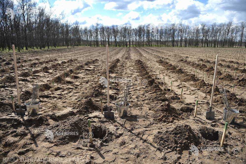 Romsilva: 11.240 de hectare fond forestier de stat au fost regenerate în campania de împădurire de primăvară