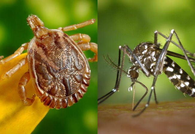 Acţiune de dezinsecţie joi şi vineri la Sfântu Gheorghe