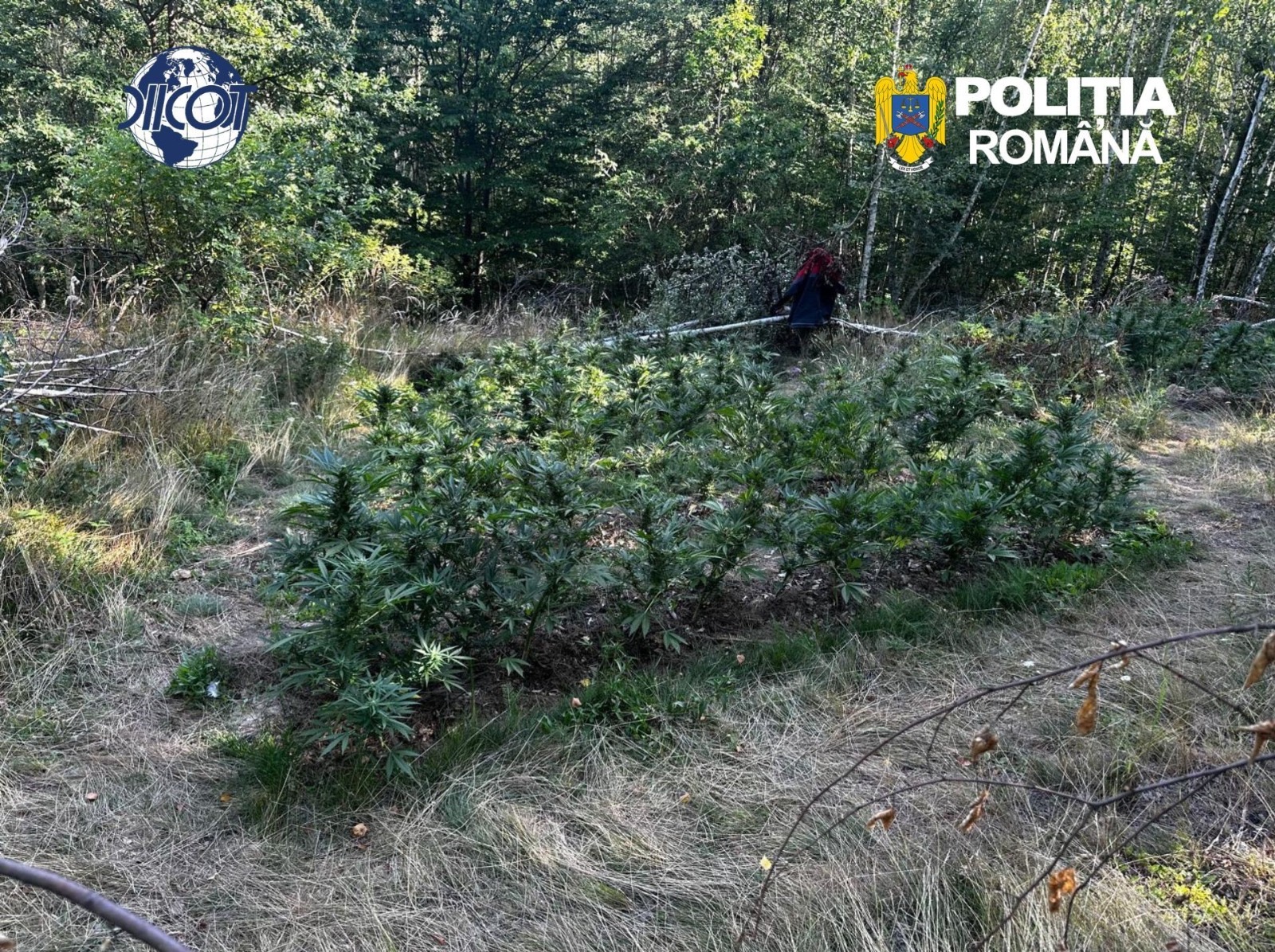 Cultură de canabis, descoperită de polițiști